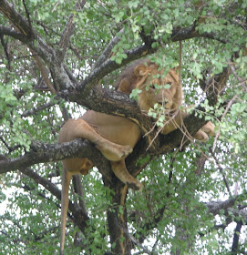 Wildlife Photos of Tree Lion