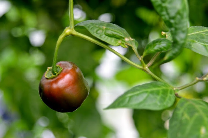 rocoto%2520Santa%2520Natalia.jpg