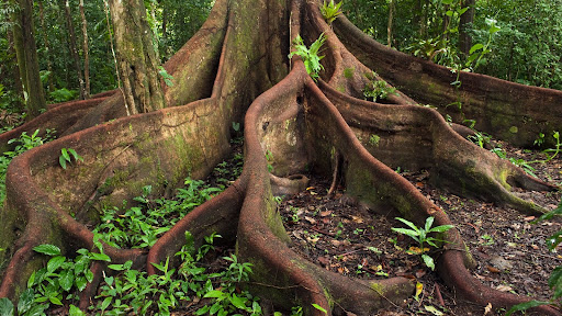 Buttress Roots, Eastern Amazon, Ecuador.jpg