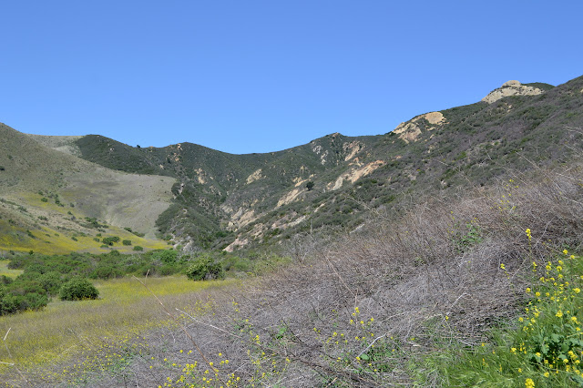 line of vegetation changing