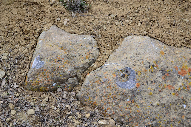 shells embedded in rocks