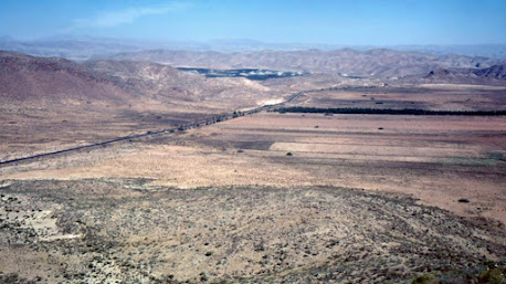 Eucalyptus plantations on the Mojácar-Huércal road, late 60s.