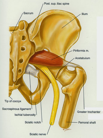 梨狀肌(Piriformis muscle) - 小小整理網站 Smallcollation