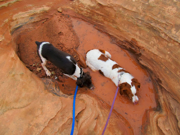 Pups getting a drink