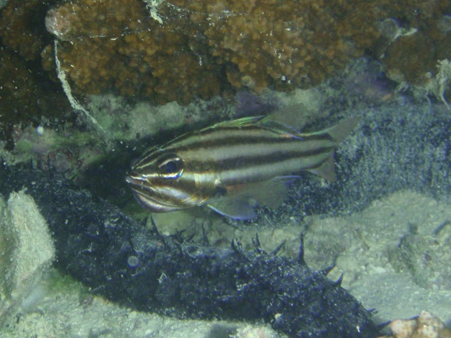 Apogon novemfasciatus (Seven-stripe Cardinalfish) holding fry, Aitutaki.