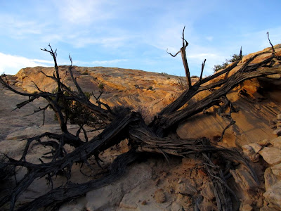 Dead juniper