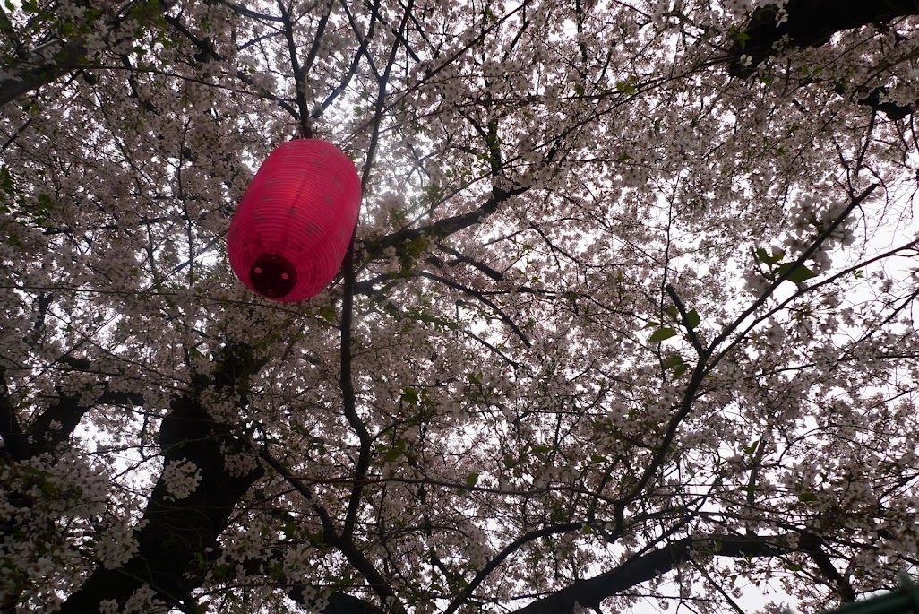 sakura higashi nakano