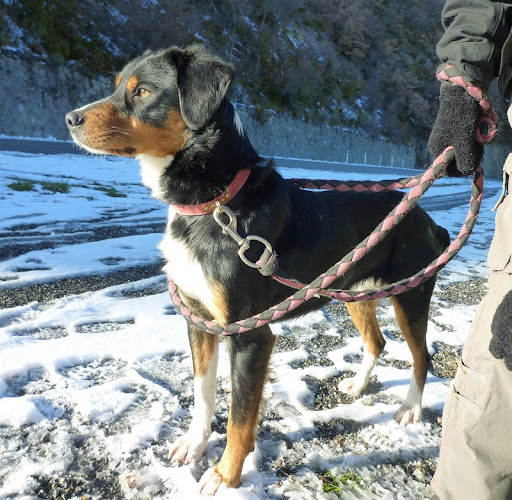  Perdu HOOPER chien mâle bouvier suisse MISON (04) 01/04/2012 BOBBIE%2520CHEYENNE%252021%2520DEC%25207