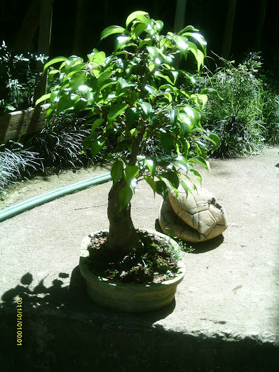 Ficus Benjamina... IMAG0956