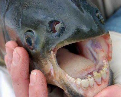 Ugly Fish of the Day: Pacu