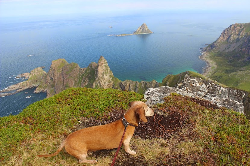 Ходилки по островам с собакой