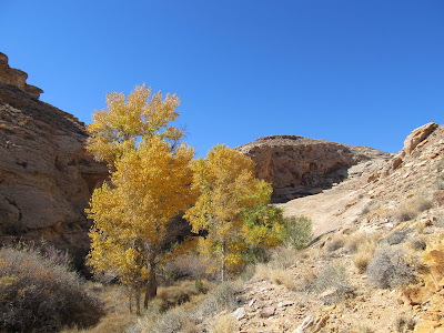 Yellow trees in the canyon