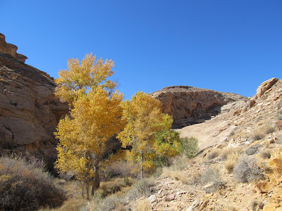 Yellow trees in the canyon