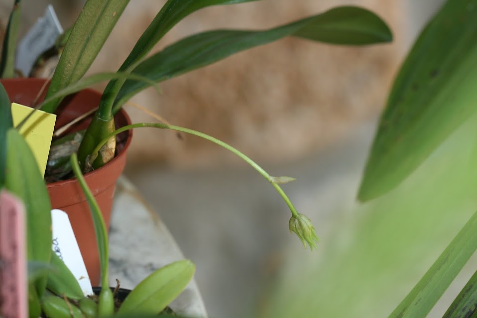 Bulbophyllum annandalei flava IMG_1453