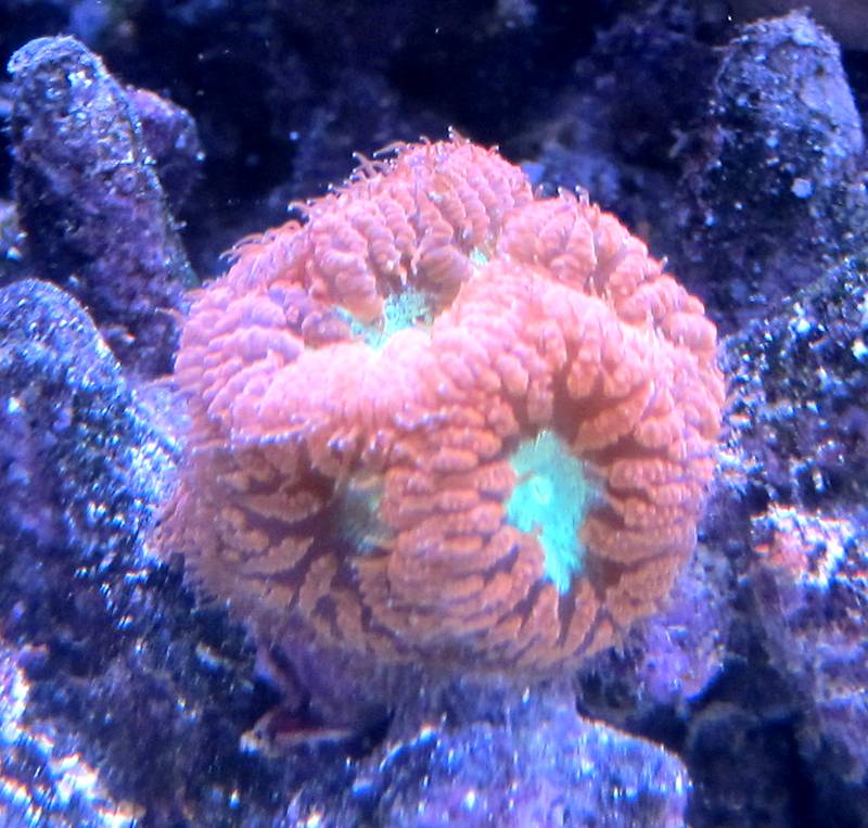 coral_9.jpg