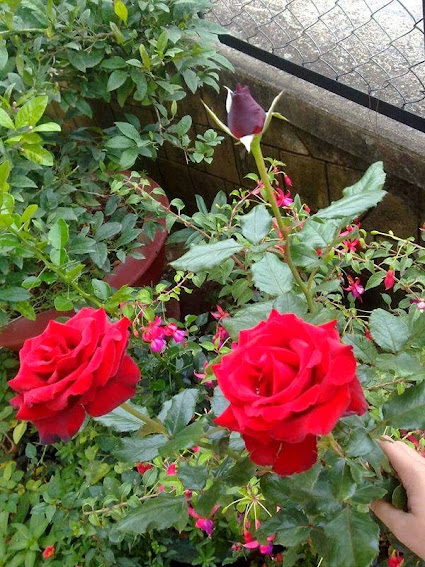 Chuyên bán các loại hoa hồng leo, hồng đứng đủ màu, cây hương thảo, hoa lạ đẹp - 19