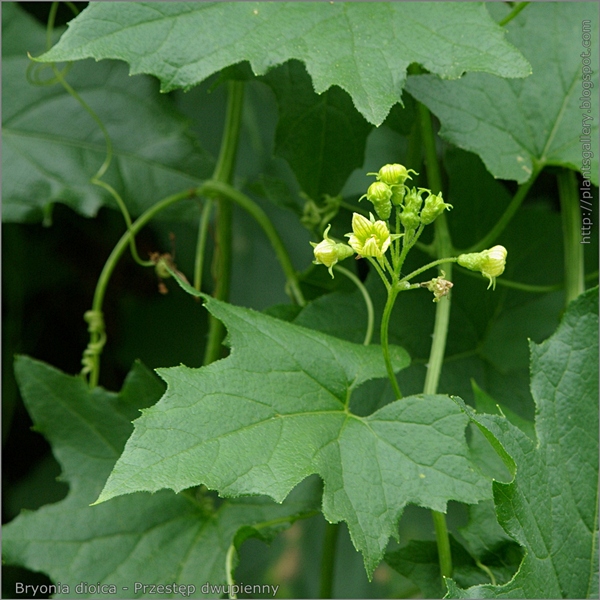 Bryonia dioica flowers and leafs - Przestęp dwupienny kwiaty i liście