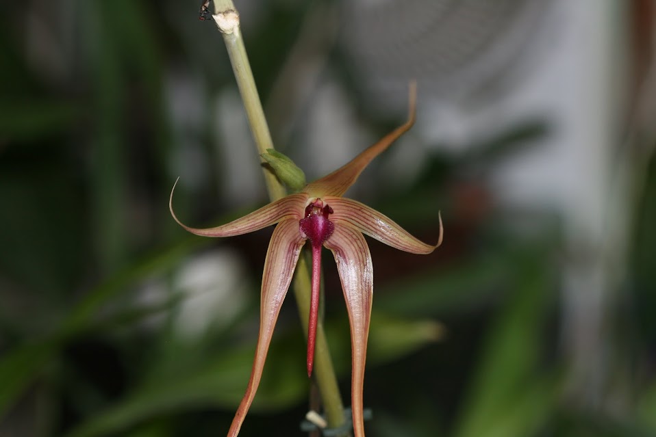 Bulbophyllum echinolabium IMG_2366