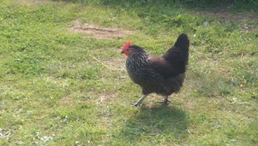 Fen End Farm