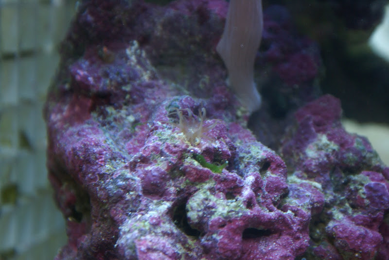 Aiptasia diaphana (sea anemone) DSC05186