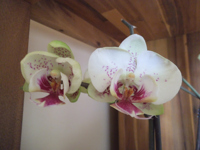 Mes orchidées DSCF0013