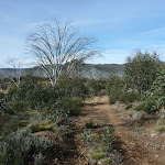 Farm Ridge Trail near Round Mountain Hut (289501)