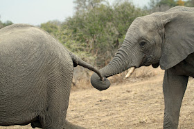 Wildlife Photos of Elephant (Mala Mala, South Africa)