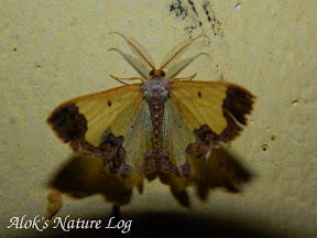 Geometridae, Ennominae, Cassymini, Zamarada excisa
