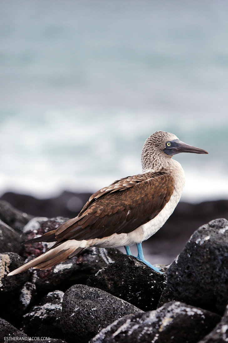 Blue Footed Booby colony in the Wetlands Isabela Island Galapagos.