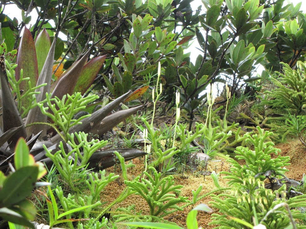 Epidendrum patens in situ Gouadeloupe+2010+jack+128