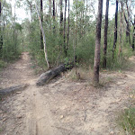 The Oaks Cycleway (145866)