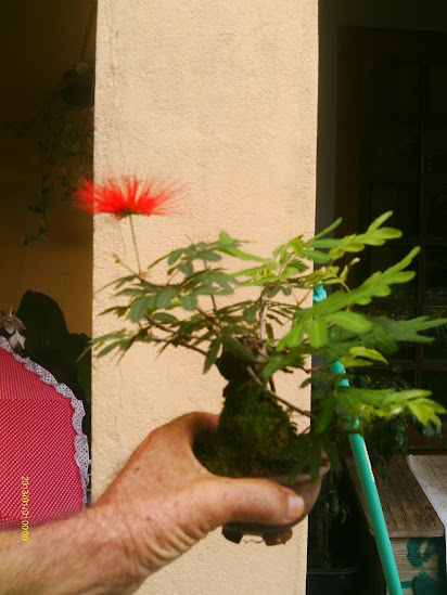 Caliandra Vermelha 7 cmts... IMAG0086