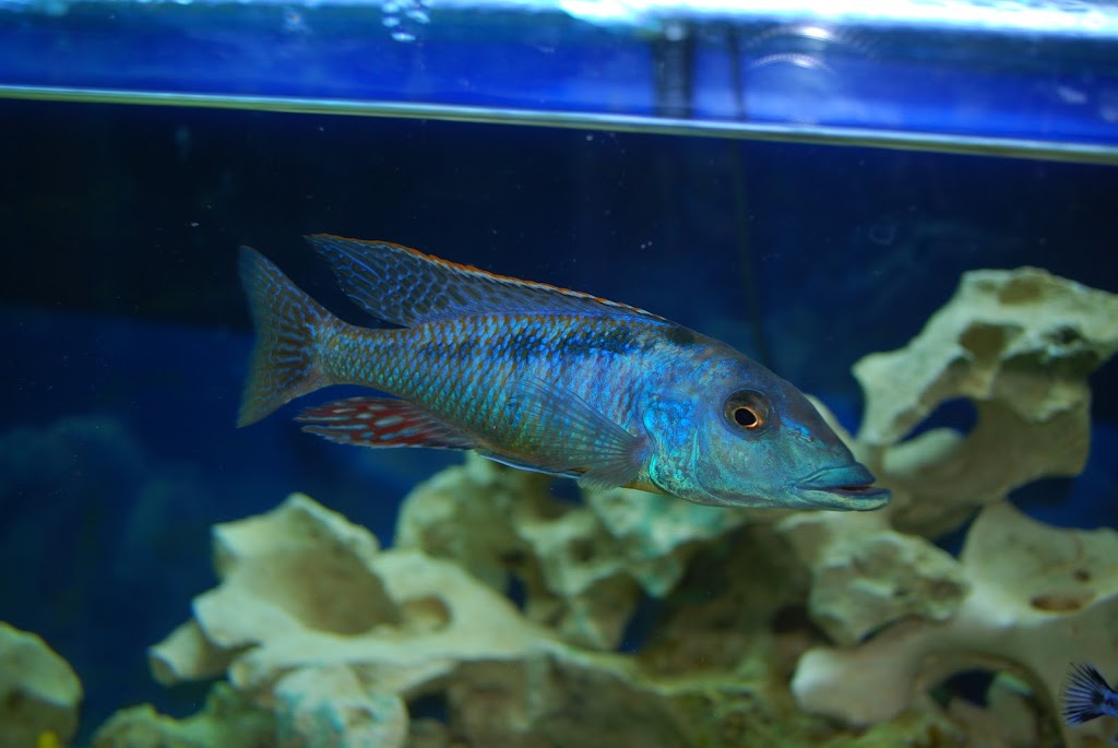 Lichnochromis.JPG