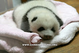 Chinese Panda Cub Photo 2