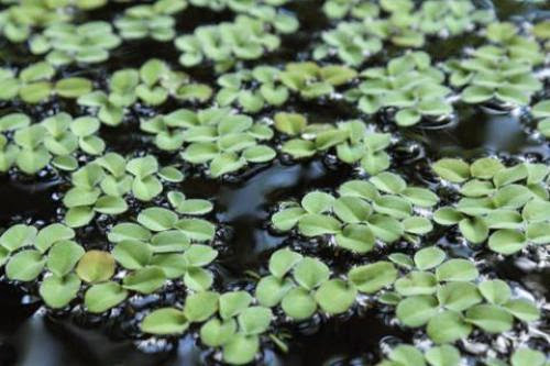 The Ugly Duckling Can Duckweed Find Its Way To Bioenergy Commercialization