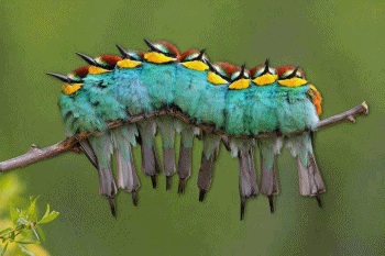 Gif de passarinho Gif de passarinho