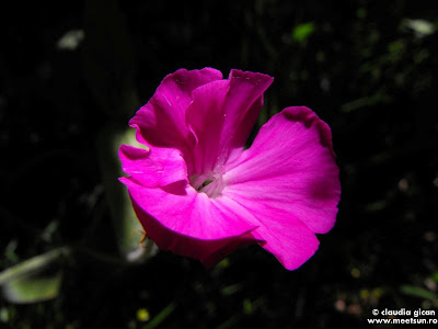 Coroniţa ( Lychnis coronaria