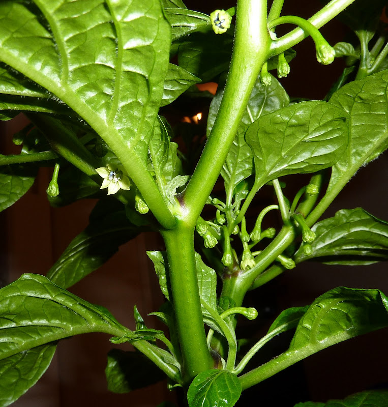 P1220549.JPG