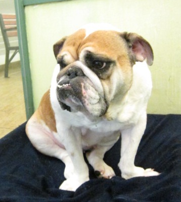 Joey's SPCA Profile Pic