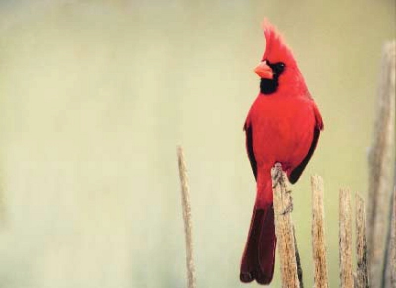 Cardinal+Northern+Wild+Birds+Unlimited+l
