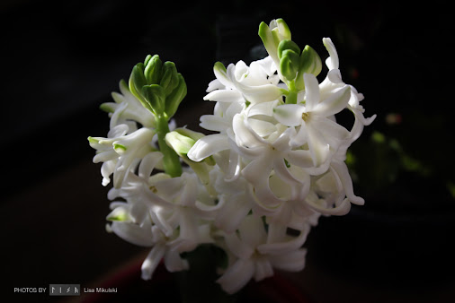 posted image
