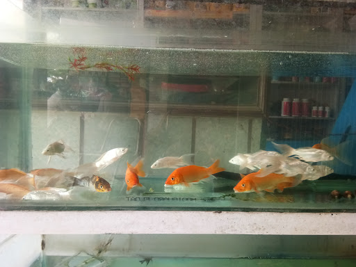 Arush Fish Aquarium, 35A, Mig, Barra Vishwabank, Karrahi Road, Kanpur, Uttar Pradesh 208027, India, Aquarium, state UP