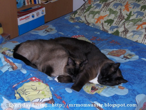photo of Koko and Yum Yum sleeping together