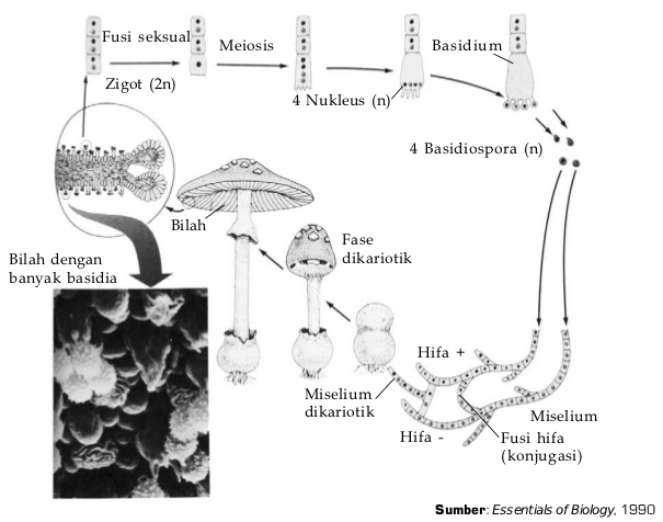 Basidiomycota - Pengertian, Definisi, Contoh, Reproduksi 