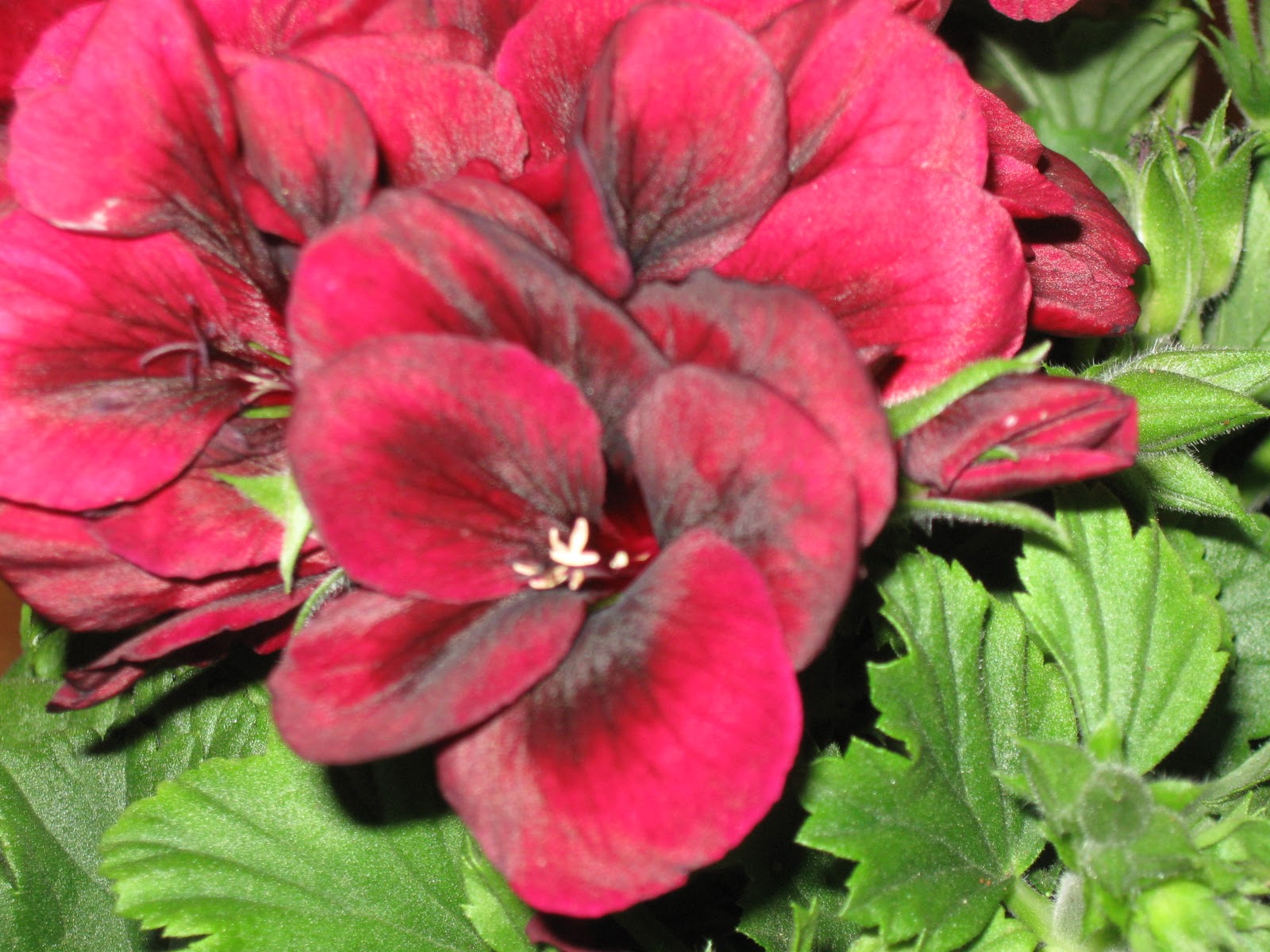 Blomsterbo: engelsk pelargon