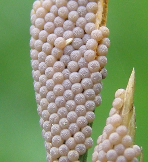 Moth Eggs? - Life and Opinions - Life and Opinions