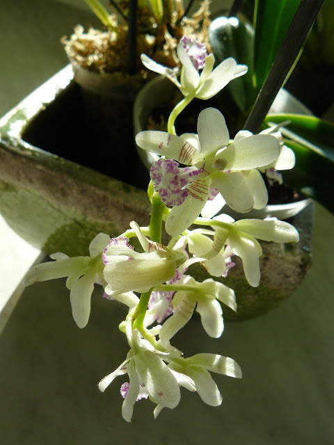 Phalaenopsis (Sedirea) japonica P1040461