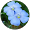 Florzinha Blue