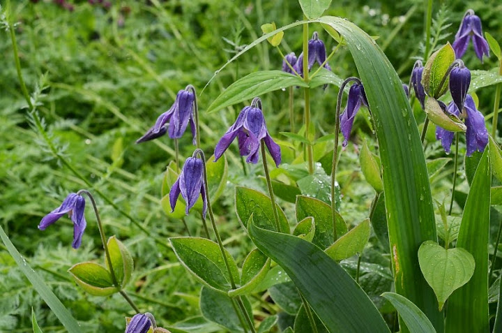 Clematis%2520recta.jpg