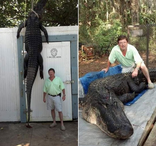 Questões e Fatos sobre Crocodilianos gigantes: Transferência de debate da comunidade Conflitos Selvagens.  - Página 3 423cm